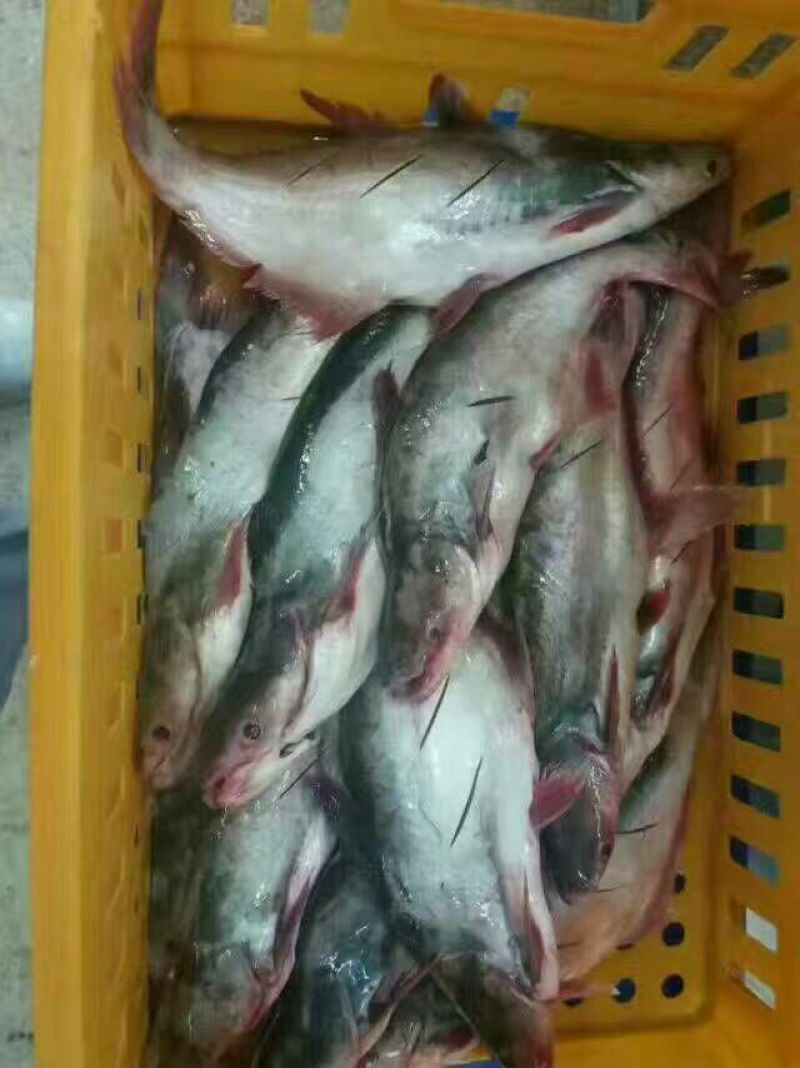 龙利鱼冷冻