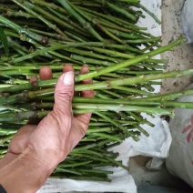 桂七、金煌、台农芒果枝条，顶上两稍老熟枝条