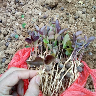 油茶苗10~29cm