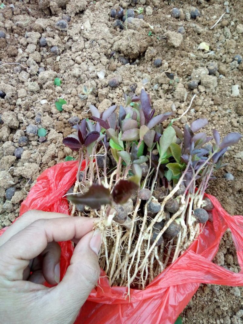 油茶苗10~29cm
