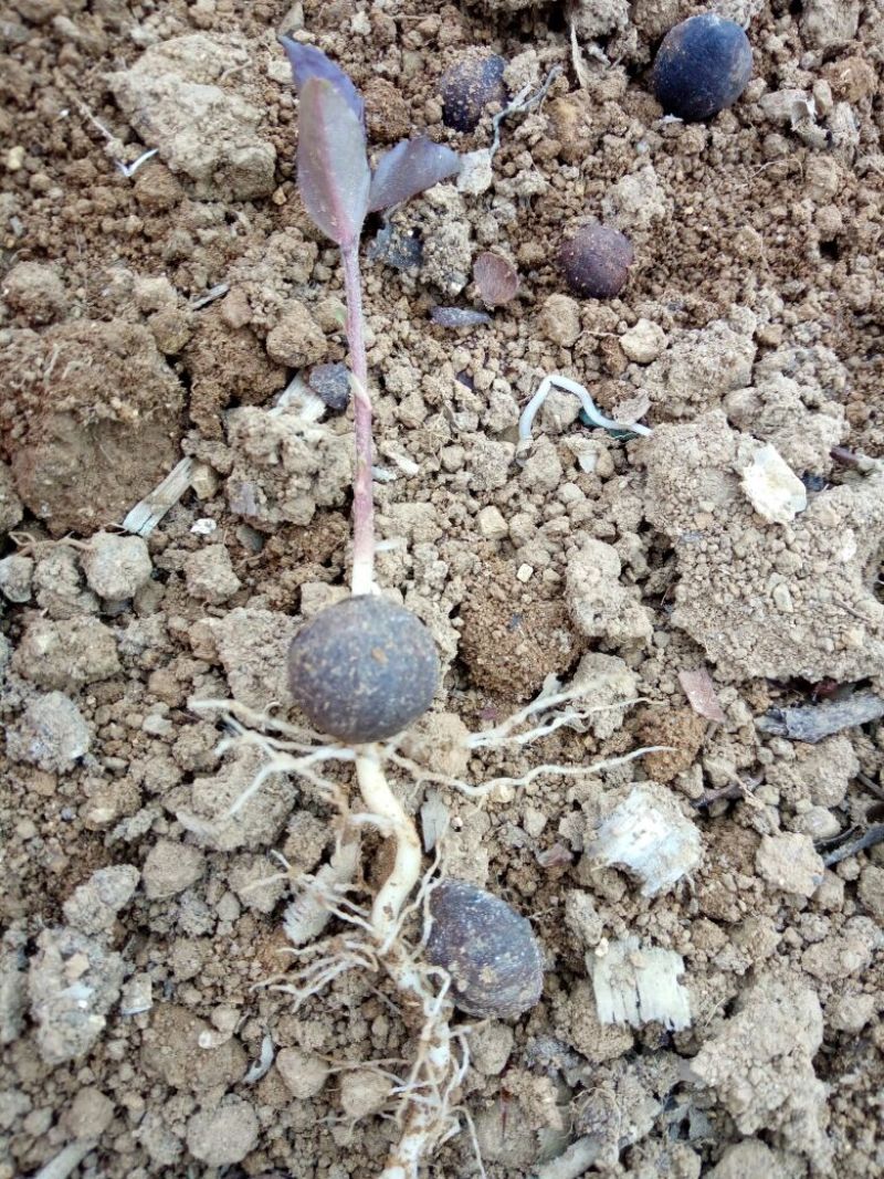 油茶苗10~29cm