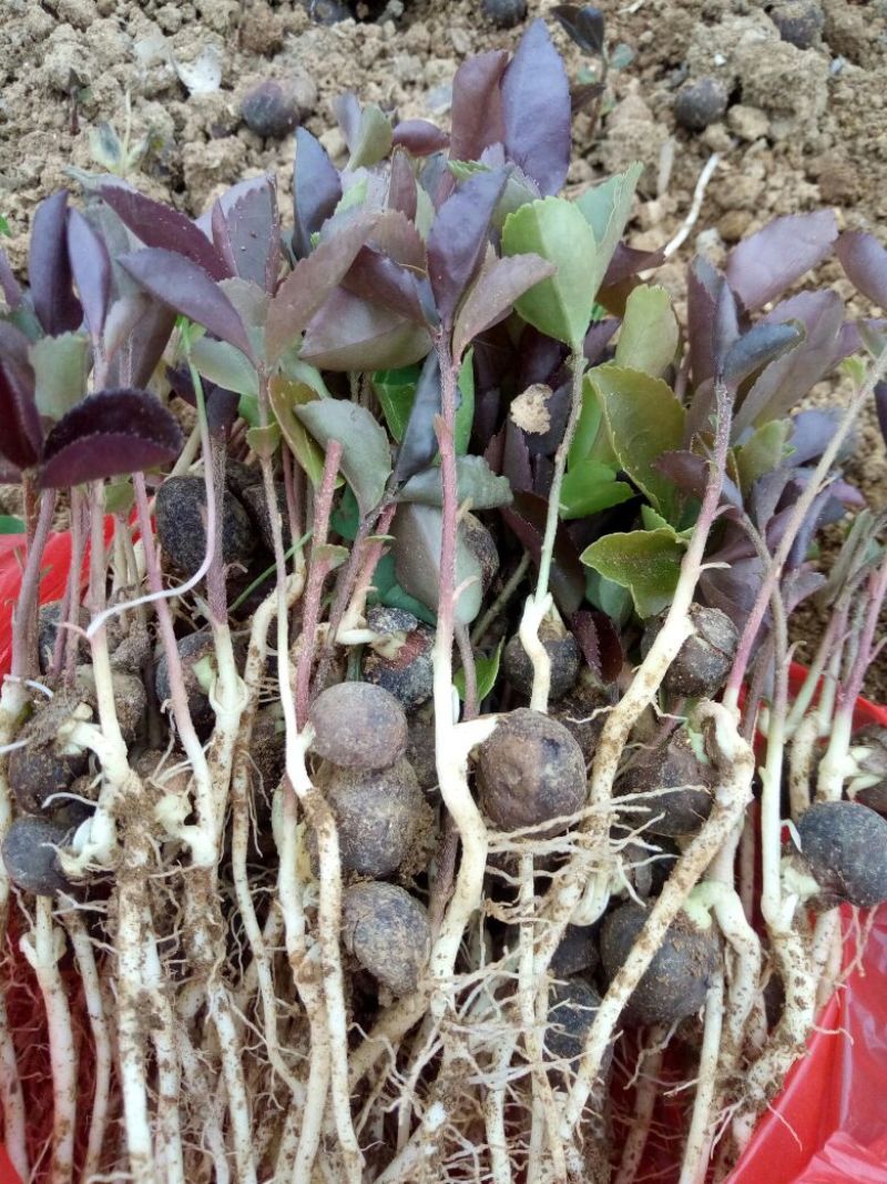 油茶苗10~29cm