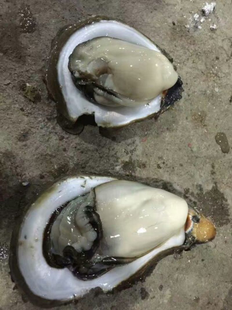 湛江净化肥蚝产地供应包肥新鲜产地视频一对一服务