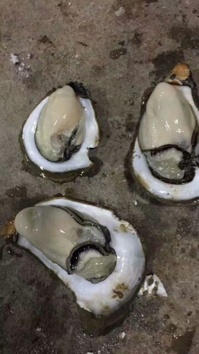 湛江净化肥蚝产地供应包肥新鲜产地视频一对一服务