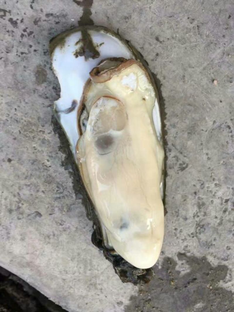 湛江净化肥蚝产地供应包肥新鲜产地视频一对一服务