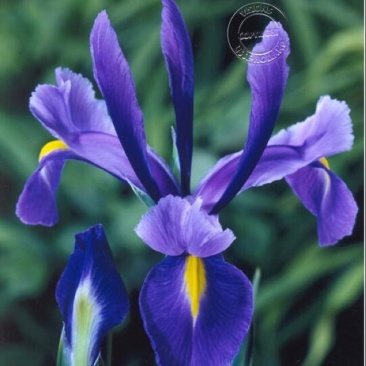 蓝花鸢尾不含盆