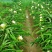 火龙果苗20~30成苗