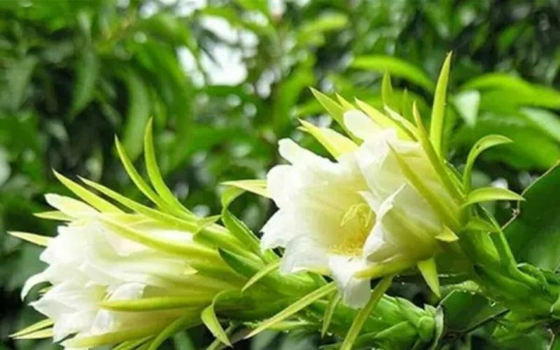 红心火龙果苗20~30成苗
