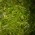 老树茶一级