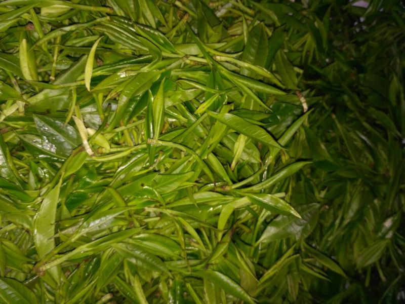 老树茶一级