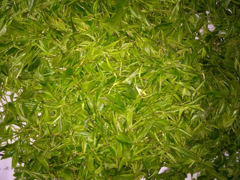 老树茶一级