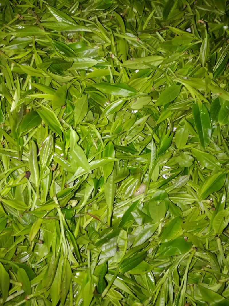 老树茶一级