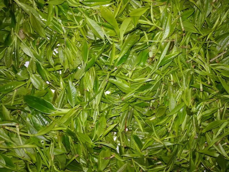 老树茶一级