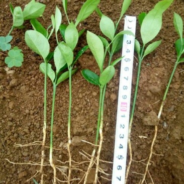 柠檬苗30cm以下