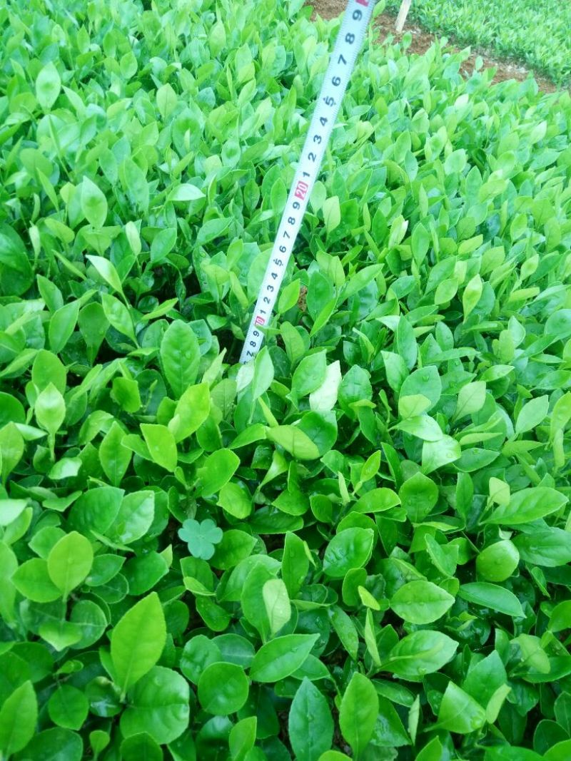 柠檬苗30cm以下