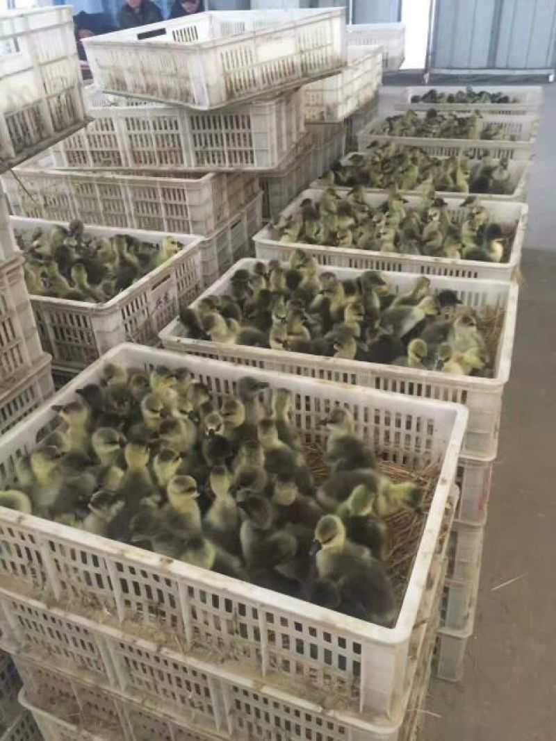 鹅苗250g以下