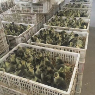 鹅苗250g以下