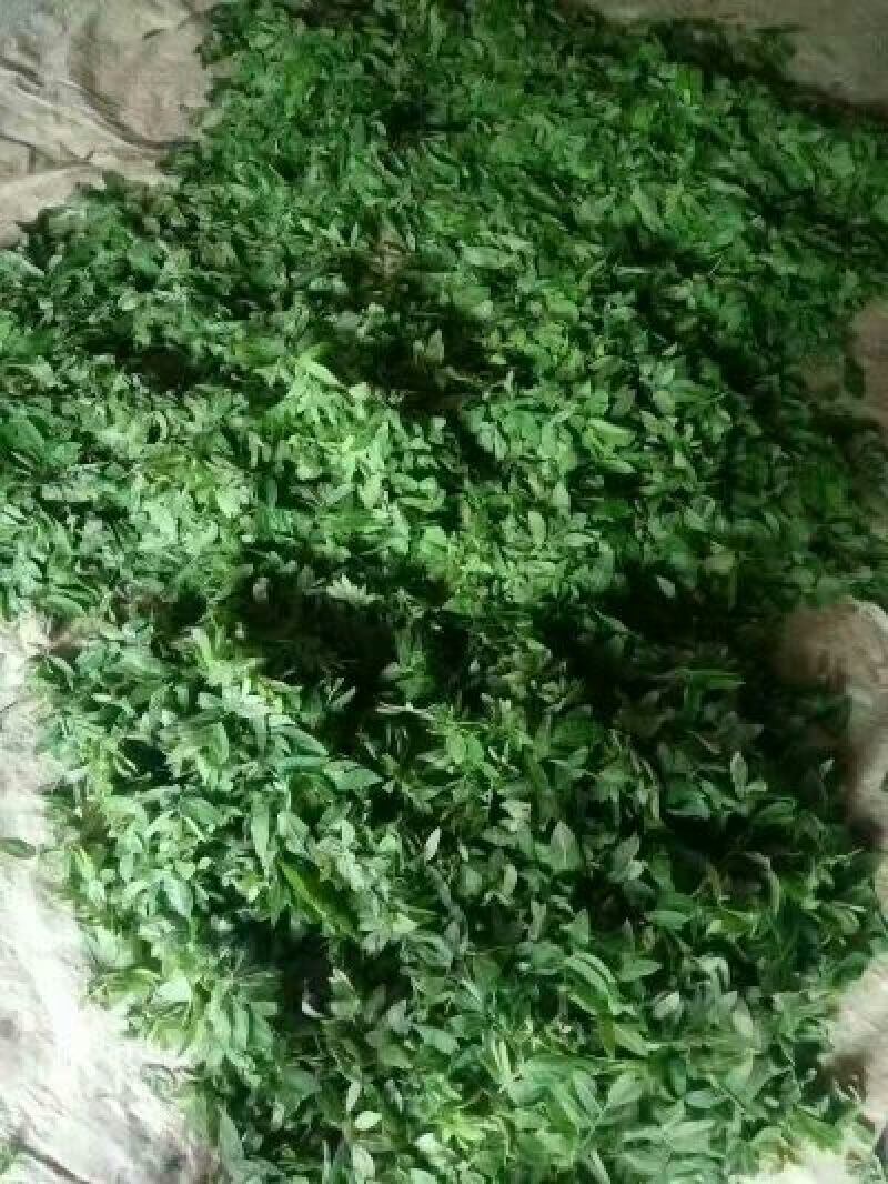 青钱柳茶二级