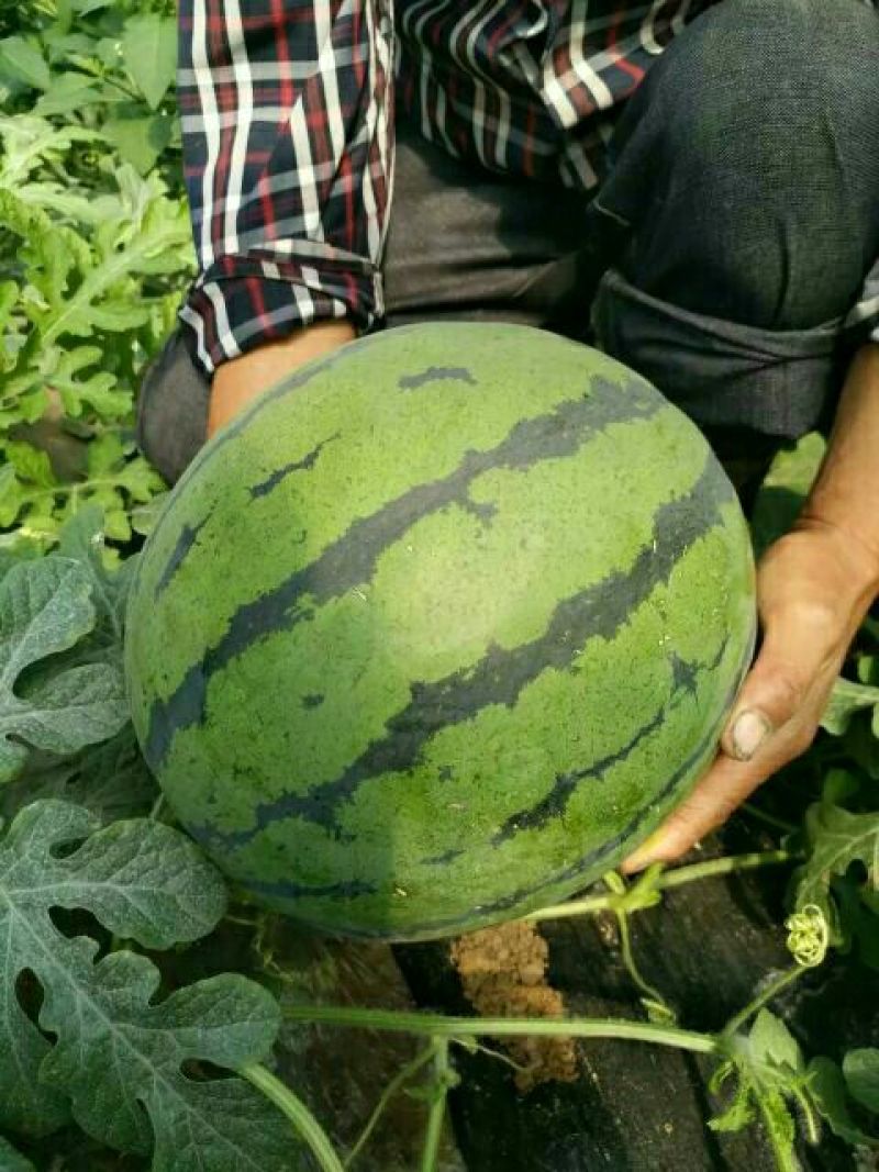西瓜京欣甜王产地直供个大皮薄