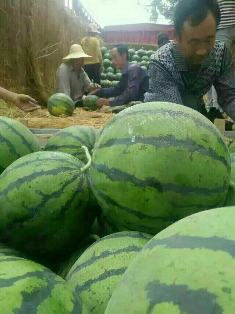 西瓜京欣甜王产地直供个大皮薄