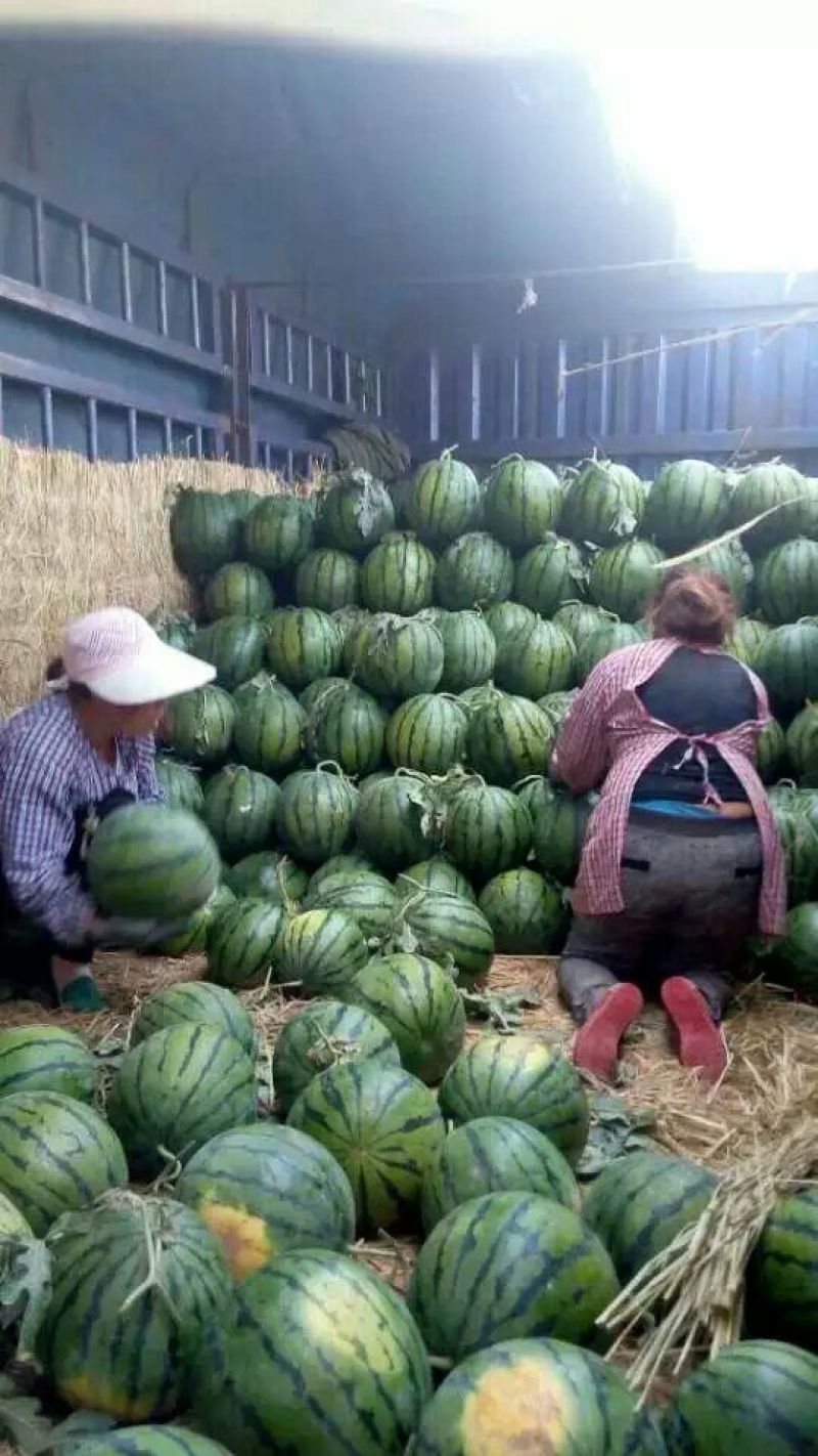 西瓜京欣甜王产地直供个大皮薄