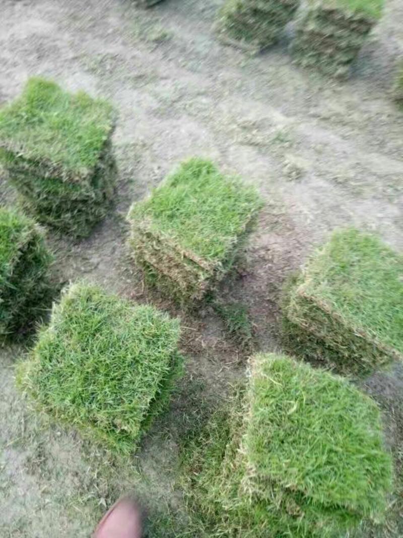 郴州马尼拉草坪小区绿化工程矿山绿化草坪草卷