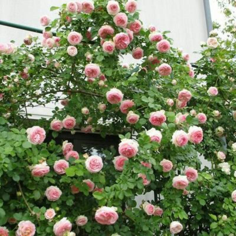 蔷薇花可以攀爬的植物颜色多