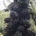 黑枸杞干货头茬