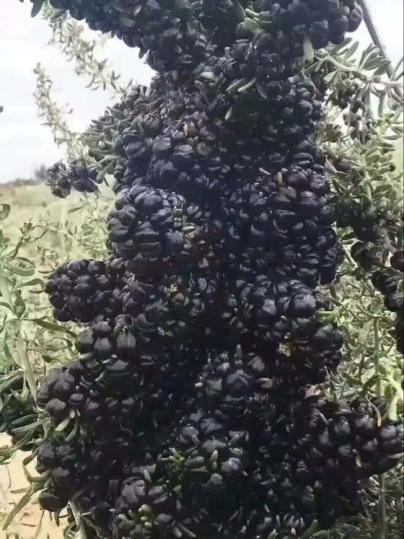 黑枸杞干货头茬