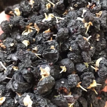 黑枸杞干货头茬