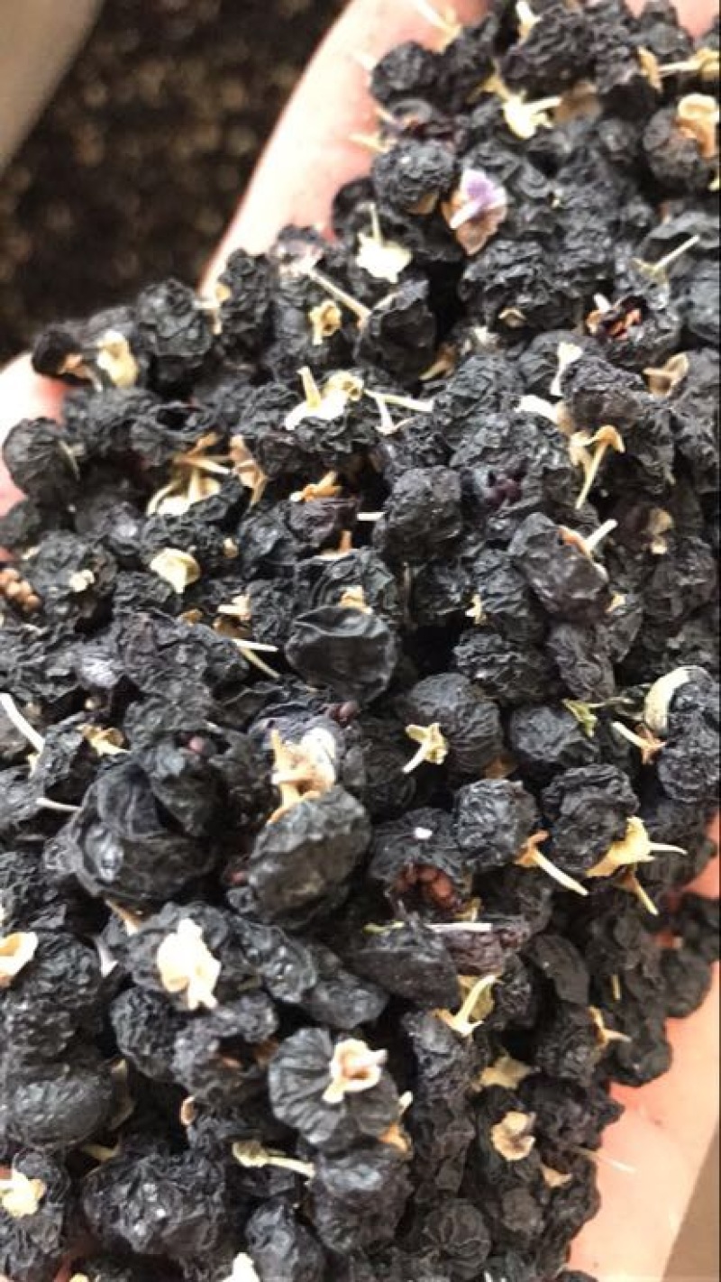 黑枸杞干货头茬