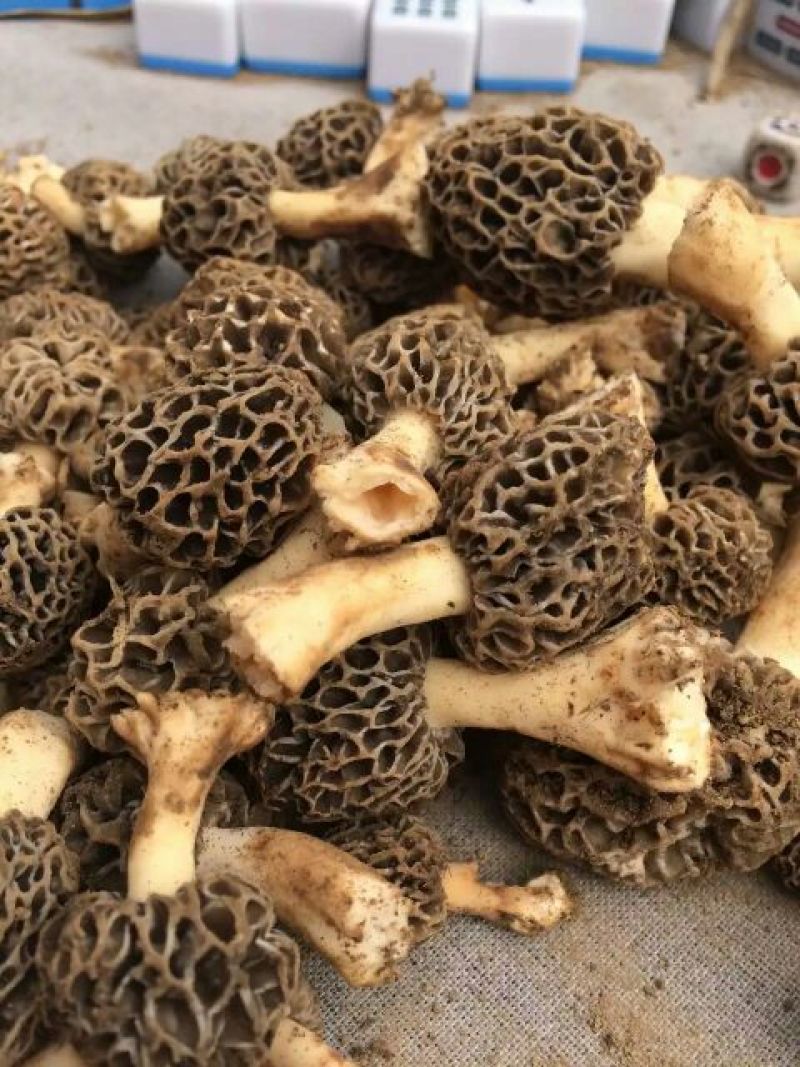 羊肚菌中上通货纯野生羊肚菌