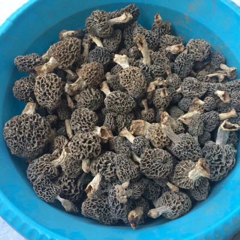 羊肚菌中上通货纯野生羊肚菌