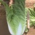 河北定州大量供应黄心白菜