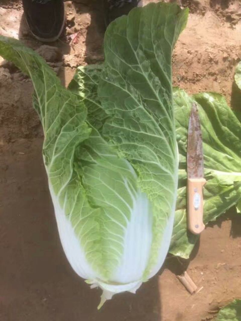 河北定州大量供应黄心白菜