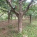 山楂树