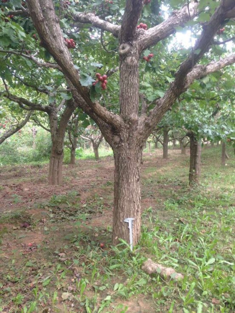 山楂树