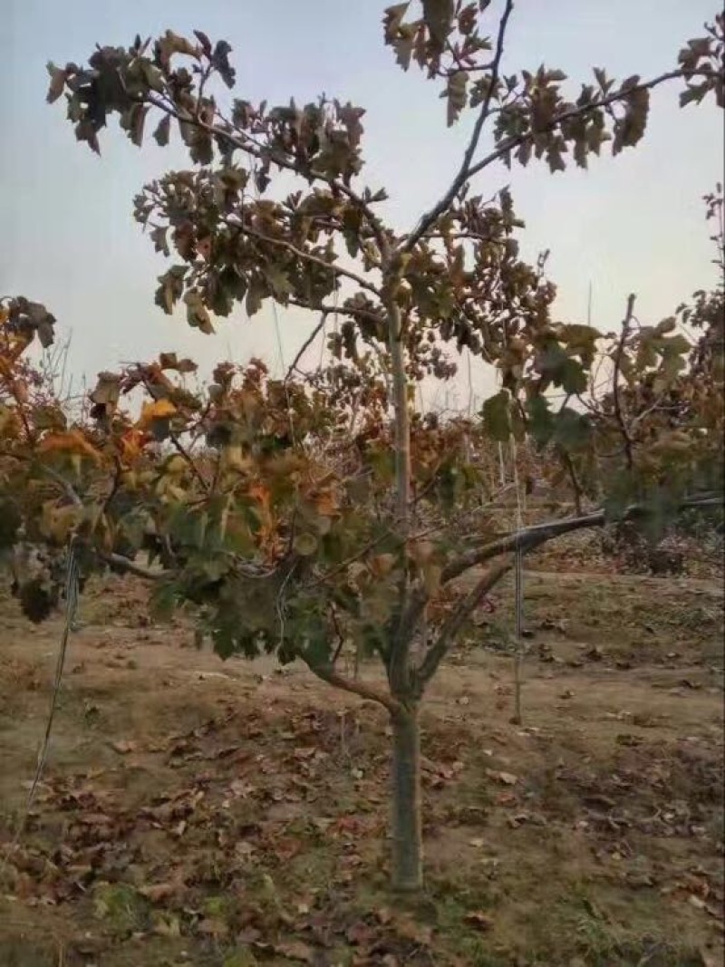 山楂树