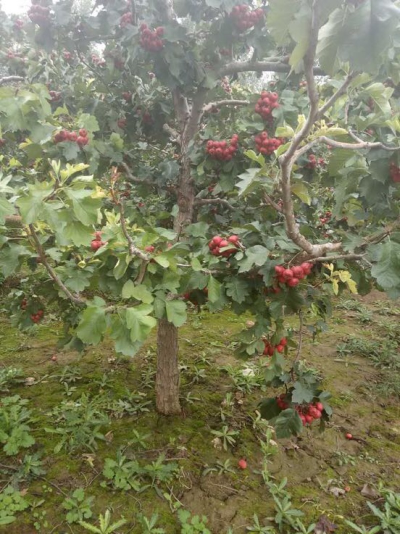 山楂树