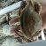 梭子蟹食用