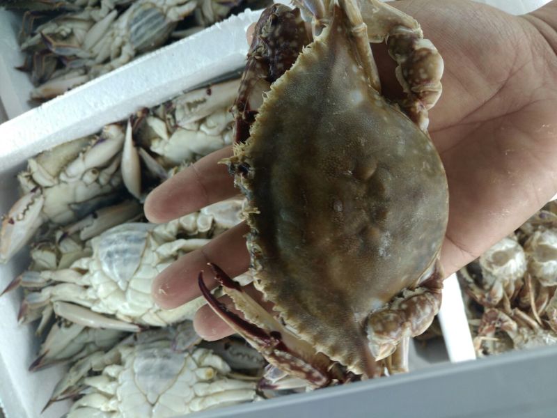 梭子蟹食用