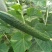 春秋黄瓜18~22公分干花带刺