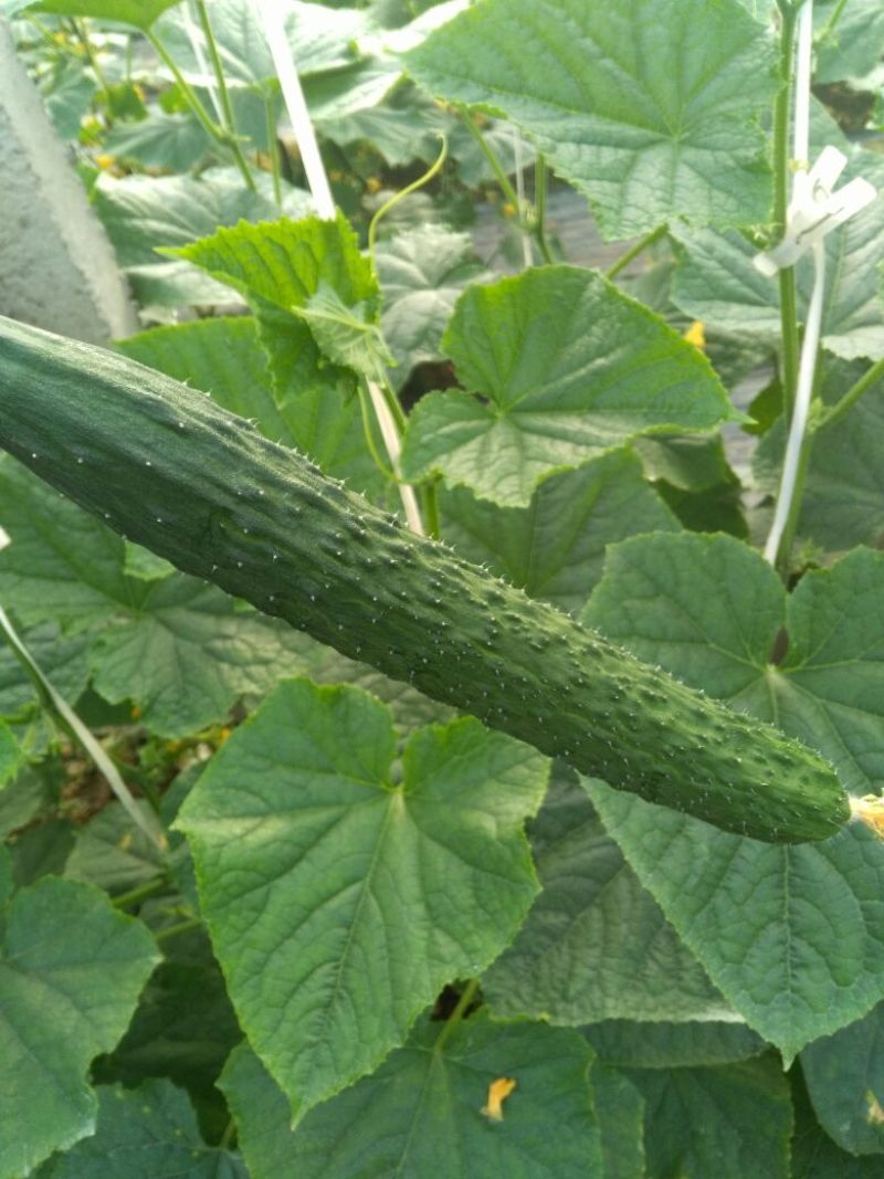 春秋黄瓜18~22公分干花带刺