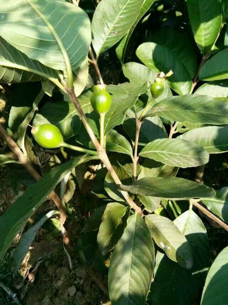 西瓜番石榴苗30~50cm