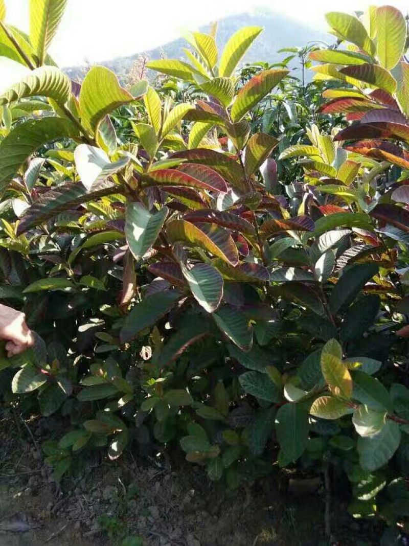 西瓜番石榴苗30~50cm