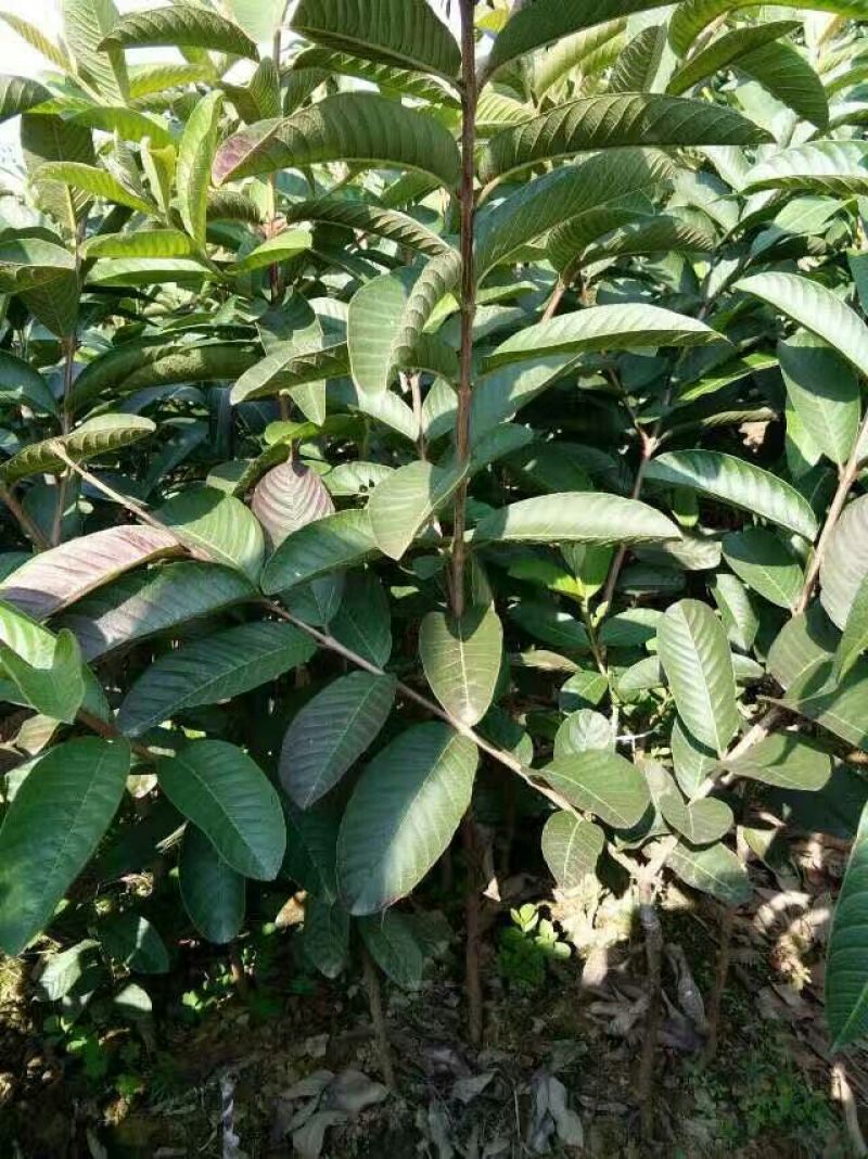 西瓜番石榴苗30~50cm