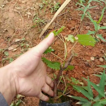 大红提葡萄苗1年30cm以下