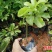百香果苗10cm以下