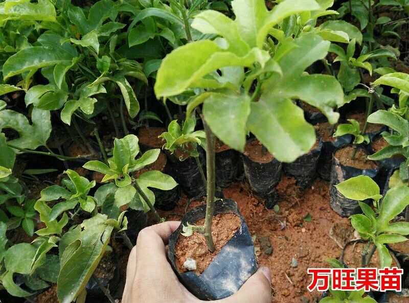 百香果苗10cm以下