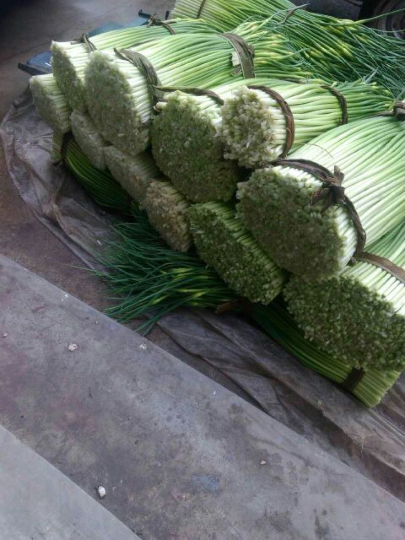油菜苔40~50厘米